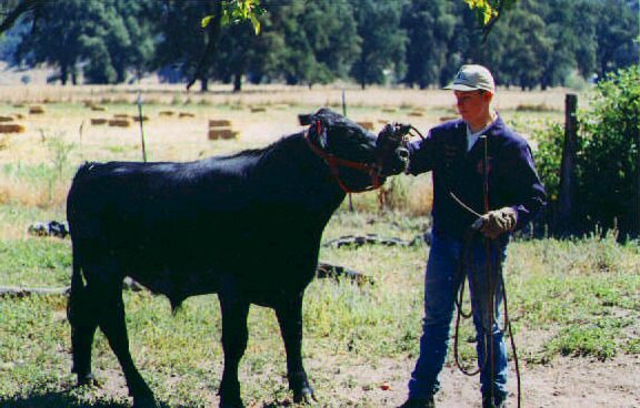 My last year's FFA SOEP steer. 